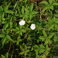 Distimake cissoides (Lam.) A.R.Simões & Staples